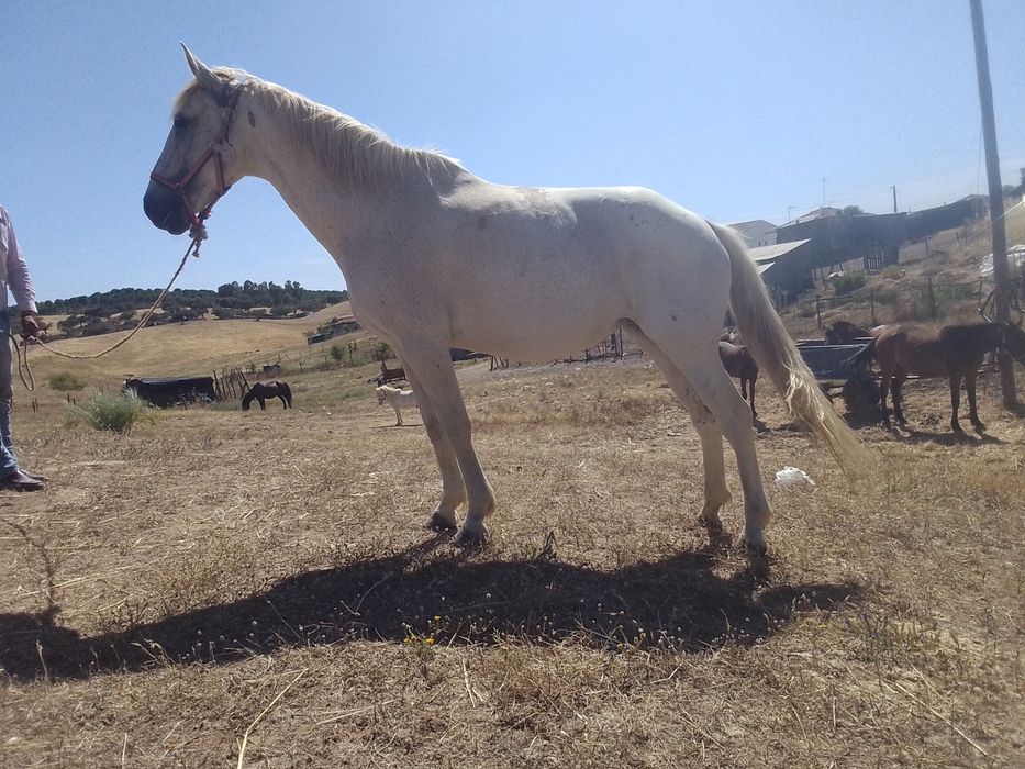 Cavalos lusitano
