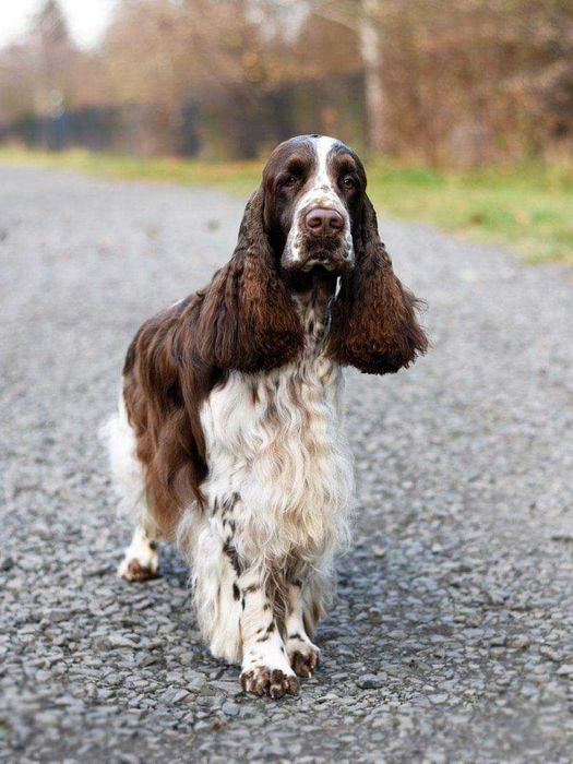 Springer Spaniel Angielski