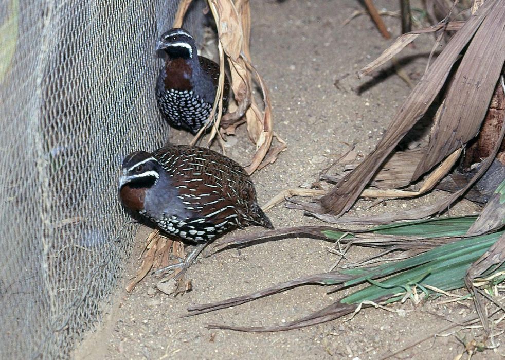 Casal de Perdiz de Madagáscar (Margaroperdix madagarensis)