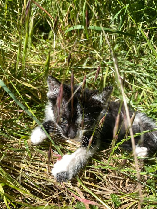 Кошенята шукають сім’ю