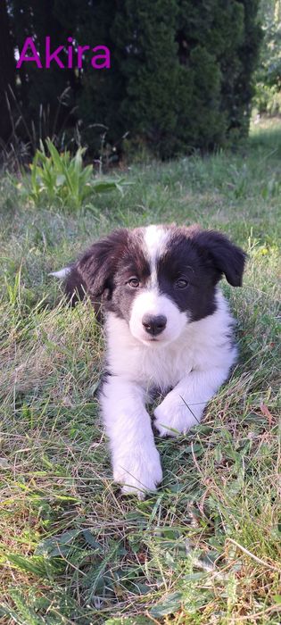 Border Collie szczeniak