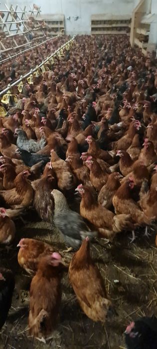 KURY NIOSKI MŁODE z jajkiem ROSA Kolorowe Leghorn od PRODUCENTA