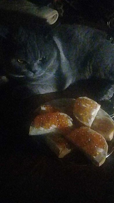 Ждём  на свидание шотландскую вислоухую кошку