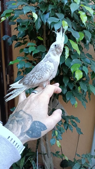 Desde 50€Aves domesticadas,caturras,loris,papagaios etc...