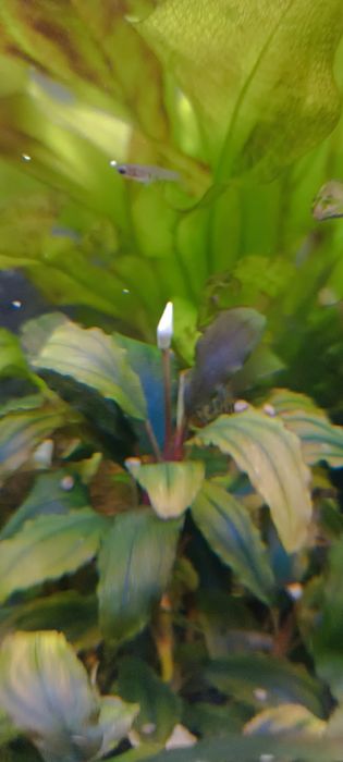 Bucephalandra Shine Blue, przepiękna, kwitnąca, zdrowa