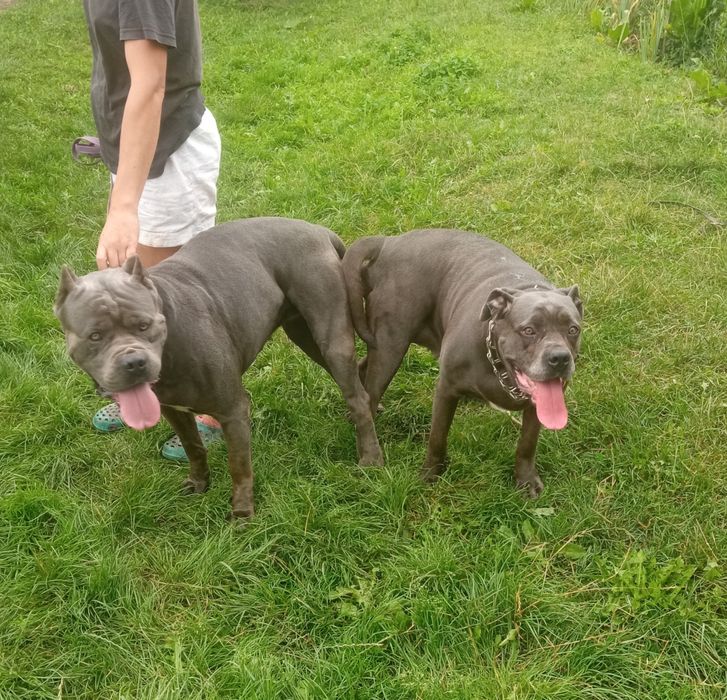 В'язка різних порід собак.