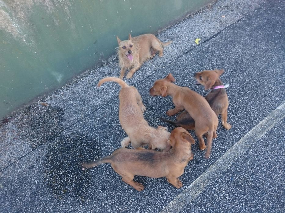 Vendo garranos e poldros desmamados