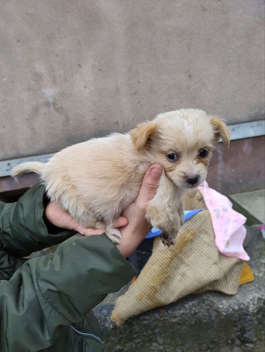 Метис пекінеса ,крихітки перлинки