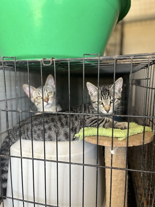 2 gatinhas para Adoção!