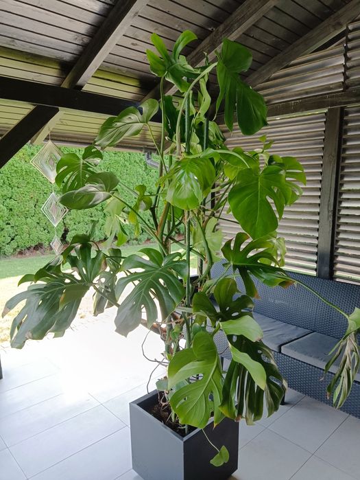 Monstera - duży kwiat