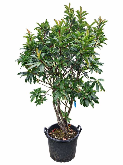 głogownik vulcano à la bonsai 160–170 cm zimozielony w donicy, sadzonki
