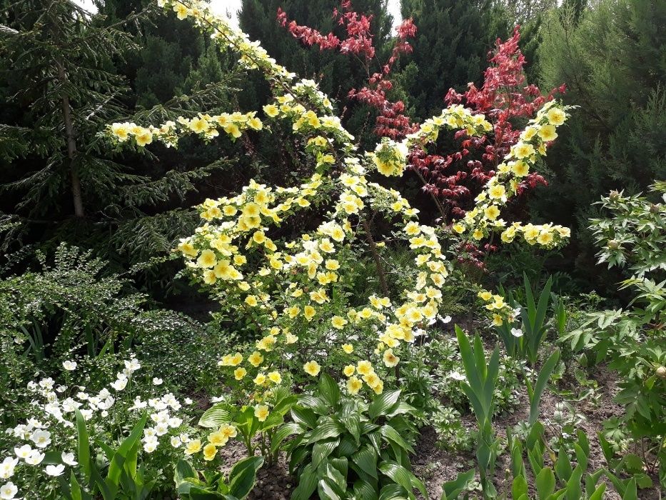 Роза жёлтая "Ксантина"