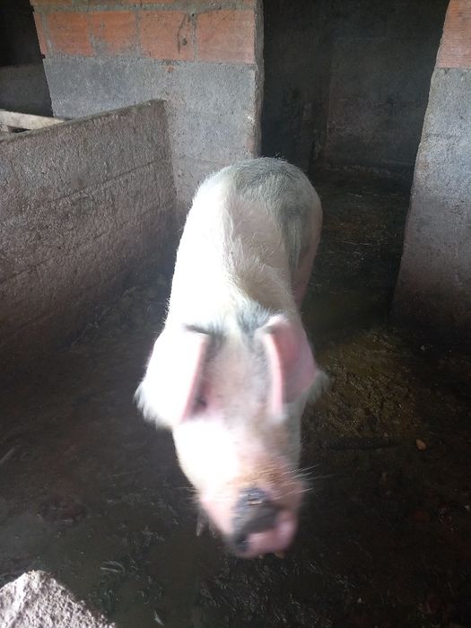 Porca parideira de boa qualidade