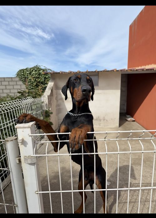 Doberman macho para acasalar