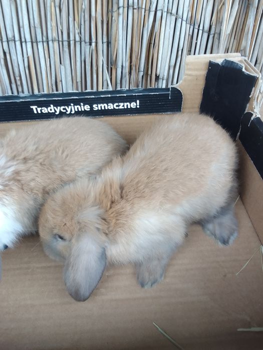 Królik baranek miniaturka