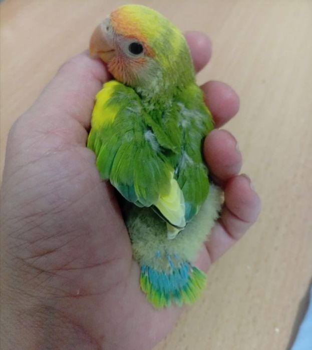 Agapornis roseicolis, criados à mão. Muito meigos.