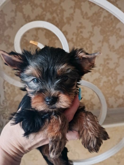 Радость в Вашу семью