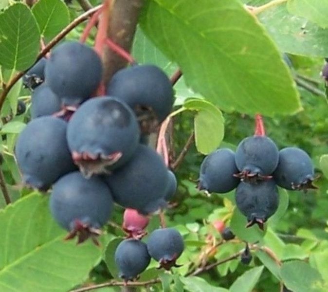 ŚWIDOŚLIWA OLCHOLISTNA Prince Wiliams - sadzonki w doniczkach