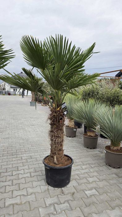 Palma Mrozoodporna Trachycarpus Fortunei SZORSTKOWIEC Pień 90/100 cm.