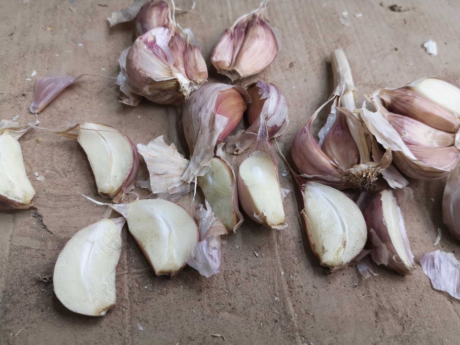 Czosnek Harnaś sprzedam