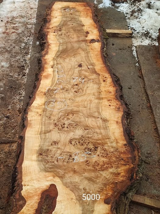 Кап капова тополя