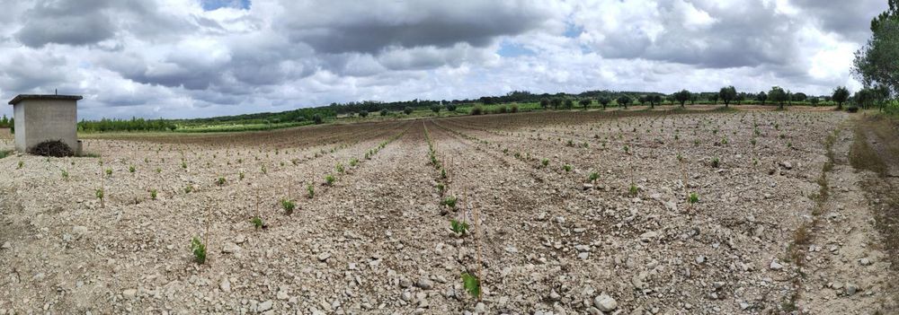 Vinha Produção em Pleno