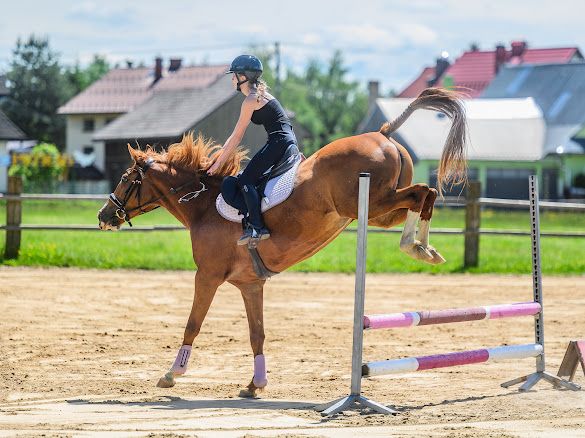 Sprzedam klacz 7 letnią