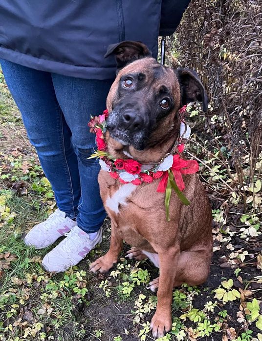 Puma w typie boksera pilnie szuka domu