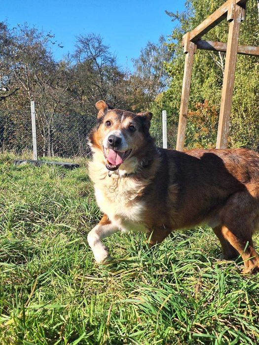 mix owczarka Collie szuka domu