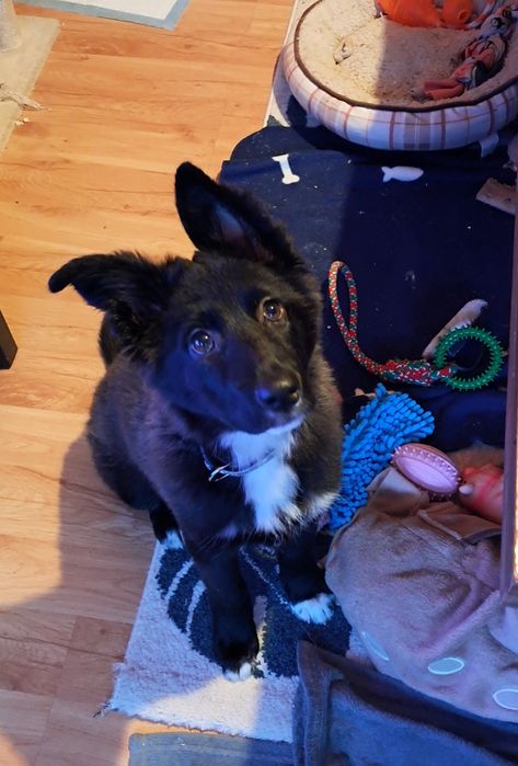 Czteromiesięczna suczka szuka nowego domu.