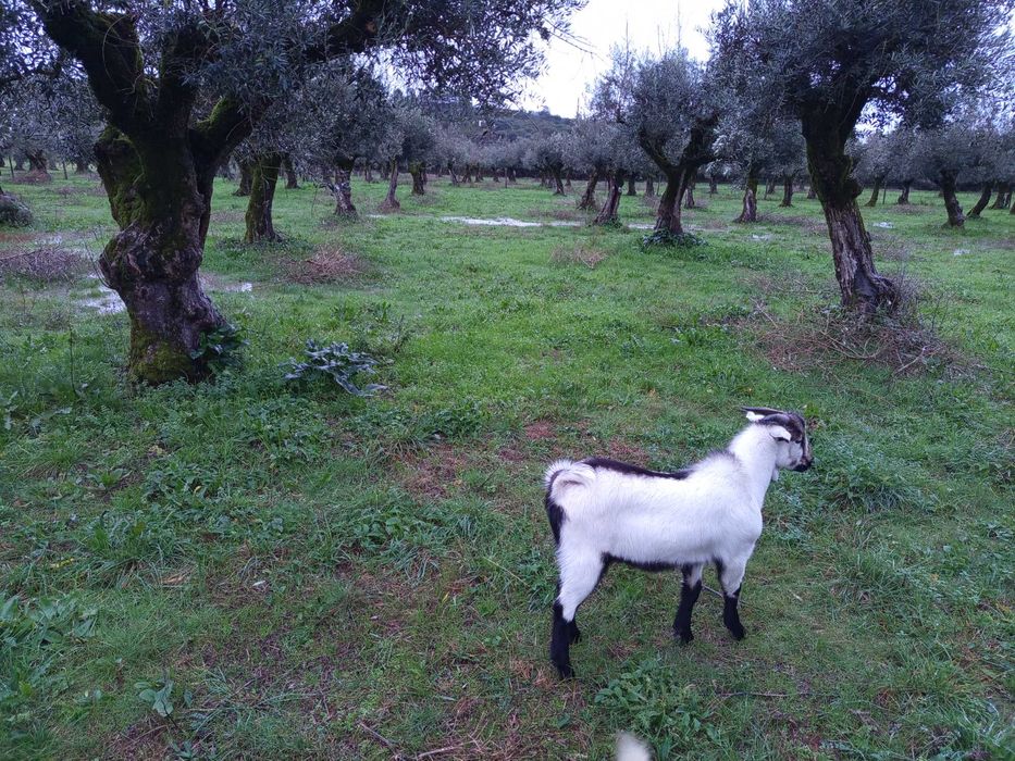 Cabritos raça serpentina