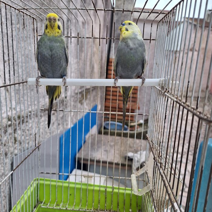 Piriquitos Arco-iris