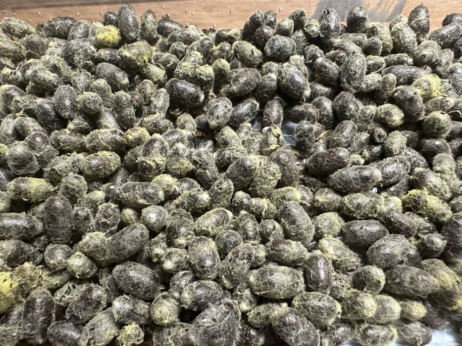 Pszczoły murarki ogrodowe / Murarka Rogata TANIO