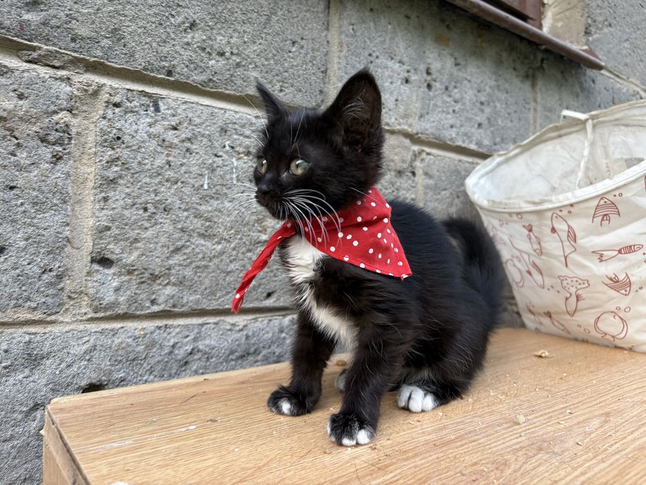 Kredeczka z Felv koteczka szuka domu - pokochaj