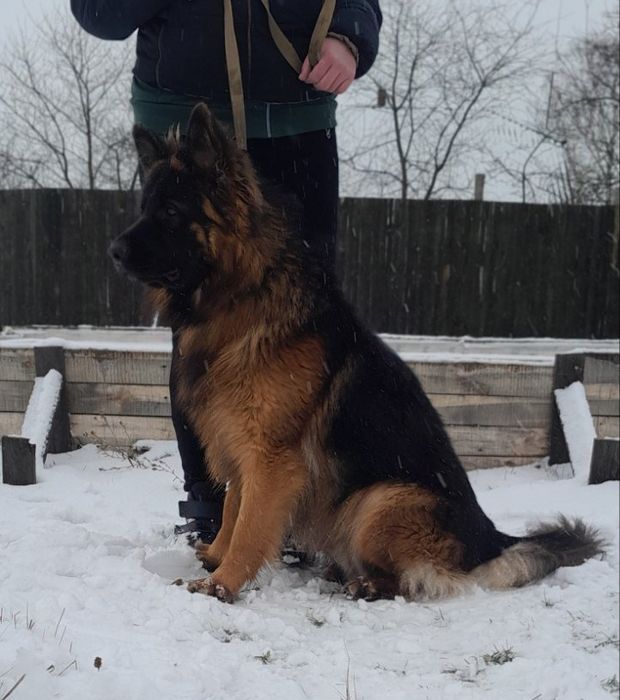 Німецька вівчарка в'язка