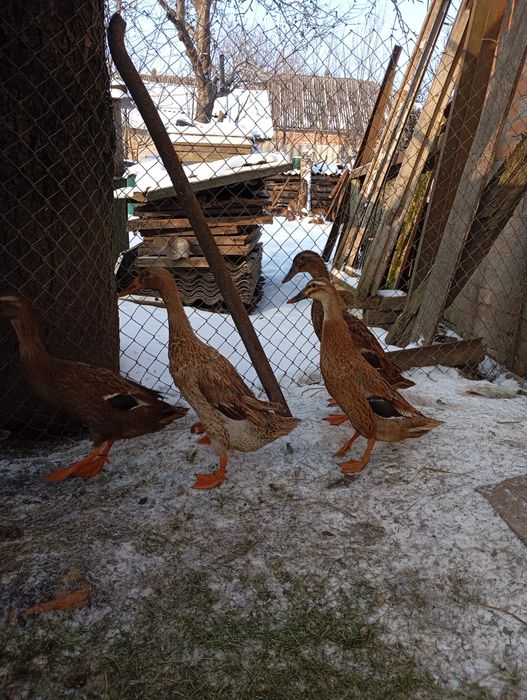 Індійський бігунок.450гр.