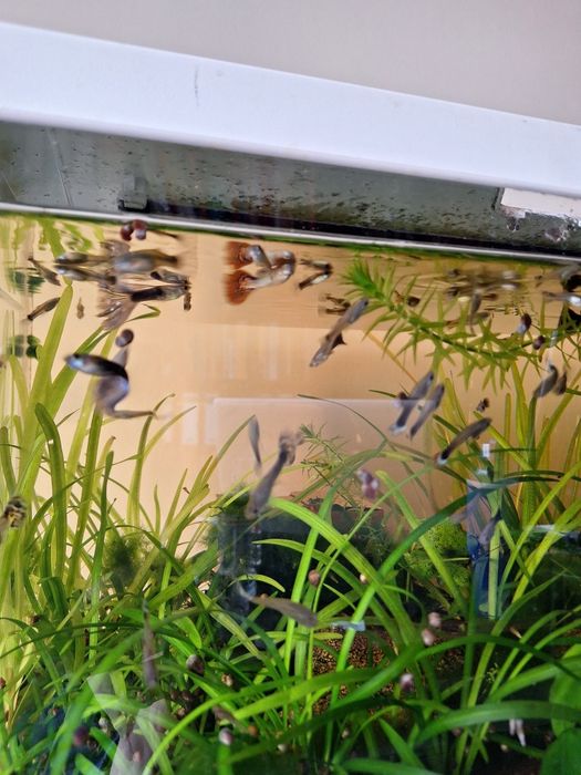 Vallisnérias Nana - Plantas Low Tech - PROMOÇÃO