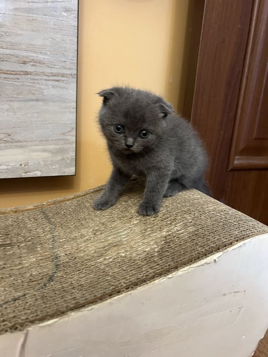 Шотландське вісловухе кошеня
