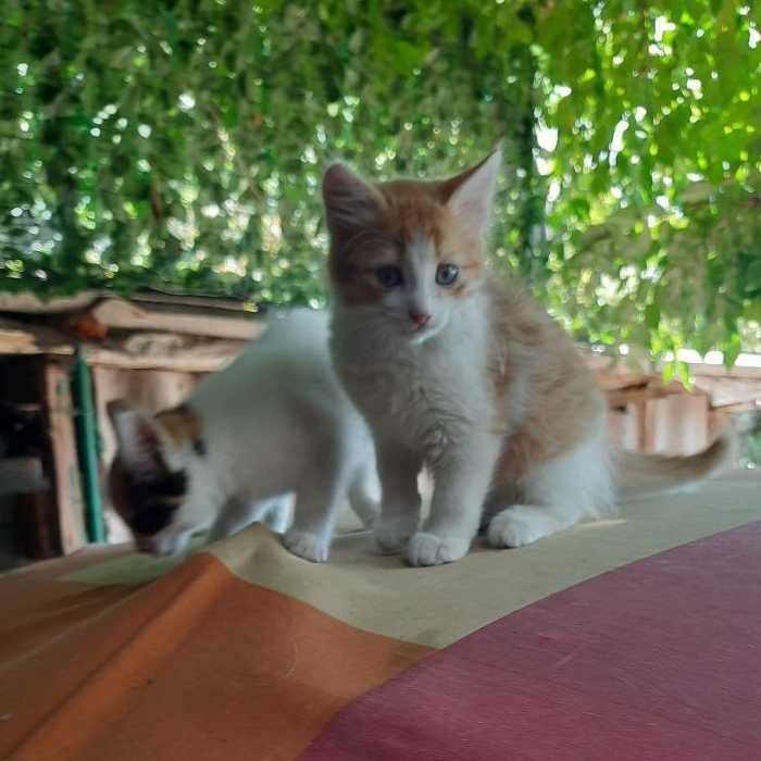 Отдам котят в добрые руки