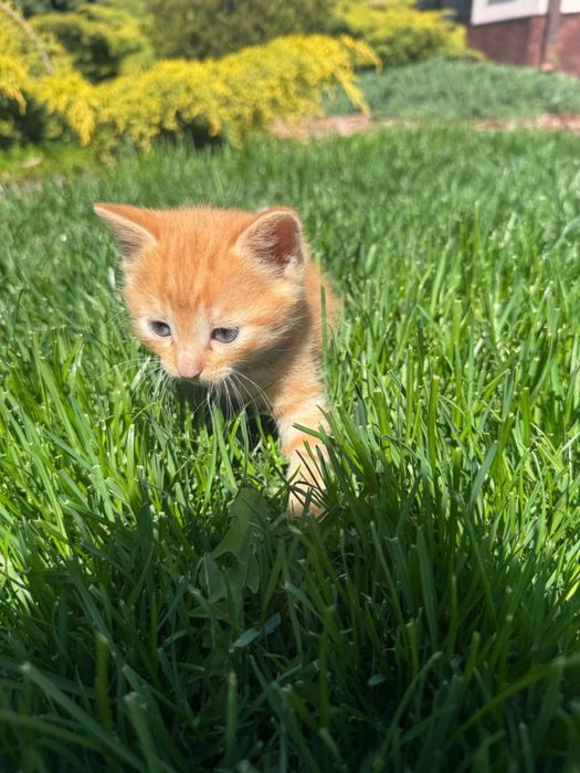 Котята
