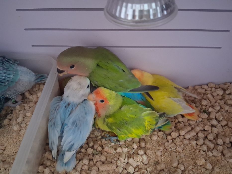 Aves para  criar a mão