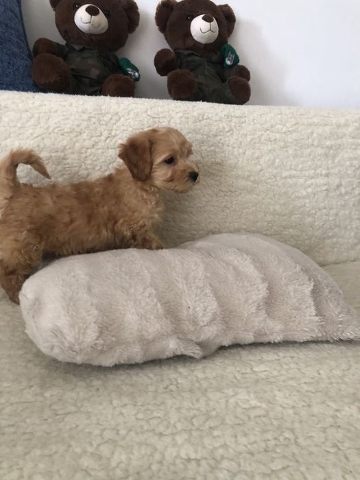 Maltipoo f2 Piesek