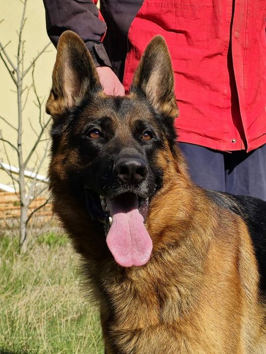 Щенки немецкой овчарки