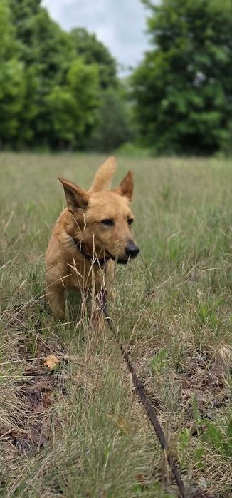 BUDYŃ - Schronisko dla Zwierząt w Ostródzie
