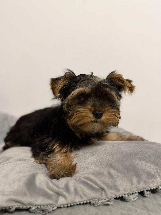 York Terrier Szczeniaki