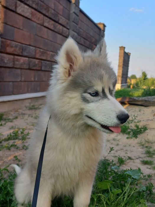 Цуценята сибірський хаскі