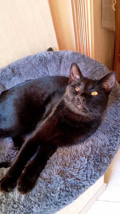 Чудо котик шукає дім