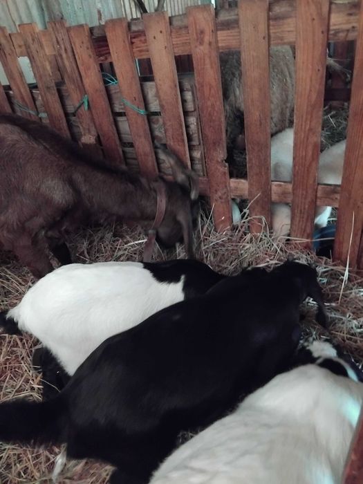 Cabras e cabritos anglonubianos cuzados