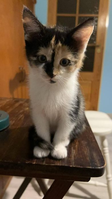 Małe kotki szukają nowego domu!