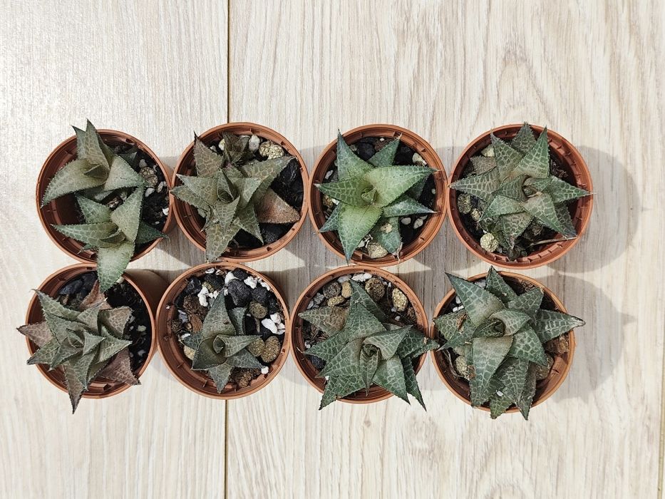 Haworthia Tesselata